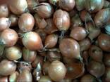 Лук репчатый от ОАО "Комбинат "Восток" - фото 3