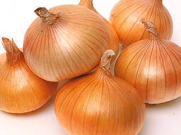 Лук репчатый Штуттгартен ризен