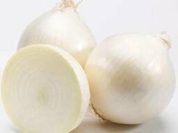 Лук-севок Сновболл (белый салатный) Голландия