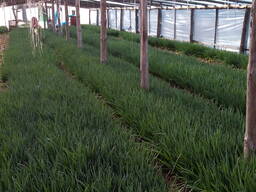 Лук зеленый перо