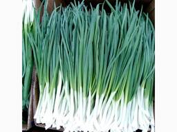 Лук зеленый перо