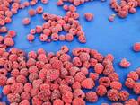 Малина свежемороженая ЭКСТРА/ГРИС/ЛОМ. Фото - фото 1