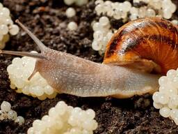 Малёк улитки Мюллер (Helix Aspersa Muller)
