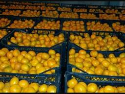 Мандарины из Грузии