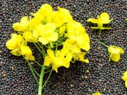 Маслосемена рапса