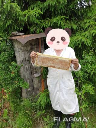 Мед в сотах