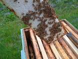 Мед, перга, пыльца, подмор - фото 3