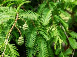 Метасеквойя Саженец ЗКС 2 года 50 см Декоративное, Реликтовое, Красная Книга!