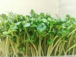 Микрозелень - фото 1
