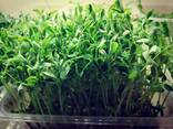 Микрозелень - фото 2