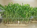 Микрозелень - фото 3