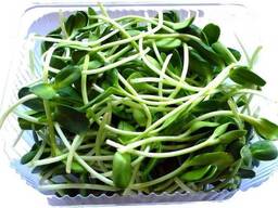 Микрозелень