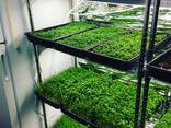 Микрозелень - фото 3