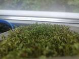 Микрозелень - фото 1