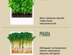 Микрозелень