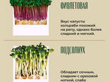 Микрозелень - фото 1