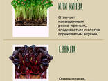 Микрозелень - фото 2