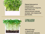 Микрозелень - фото 3