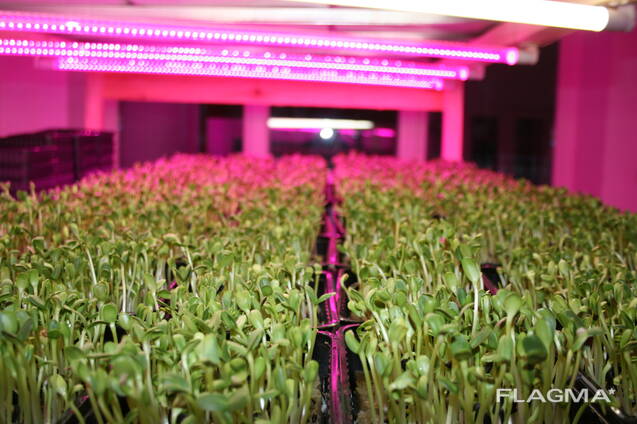 Микрозелень горох редис базилик горчица и др