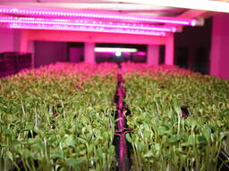 Микрозелень горох редис базилик горчица и др