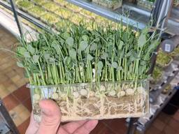 Микрозелень гороха