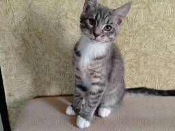 Милые котята мейн-кун, метисы.