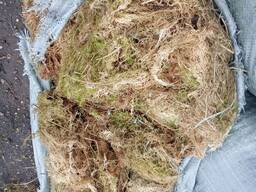 Мох сфагнум