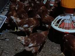 Молодые куры несушки