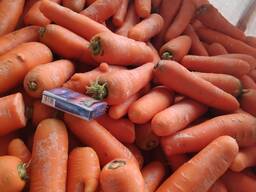 Морковь крупная