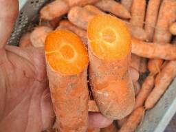 Продажа моркови ОПТОМ