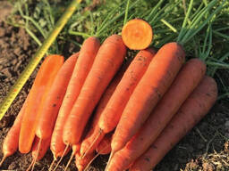 Морковь сорт Олимпо
