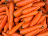 Морковь столовая мытая - фото 1