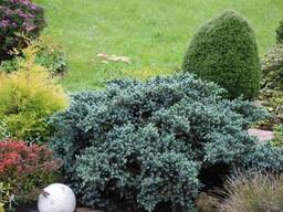 Можжевельник чешуйчатый Блю Стар С3, 40-60 см