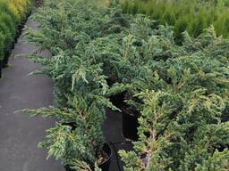 Можжевельник чешуйчатый "Meyeri", 41-60 см, С5