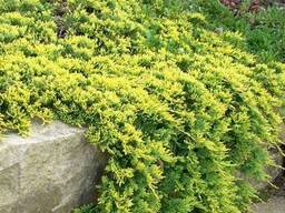 Можжевельник горизонтальный "Голден Карпет" С2 20 см