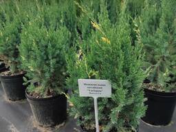 Можжевельник китайский "Variegata", 41-60 см, С5