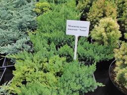 Можжевельник лежачий "Nana", 15-25 см, Р14 (2л)