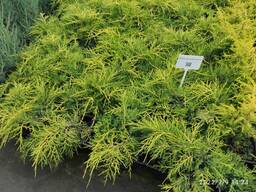 Можжевельник средний "Old Gold", 21-30 см, Р13 (1,5л)