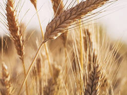 Мука пшеничная в/с
