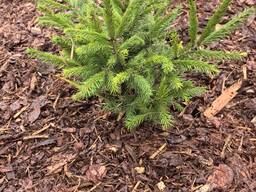 Мульча кора сосновая 60л.