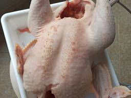 Мясо индейки