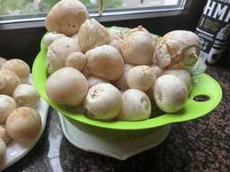 Веселка Качество , концентрированная