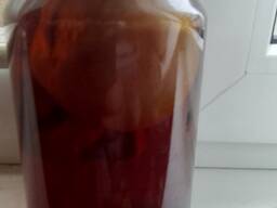 Настойка гриба веселка Минск Могилев