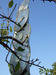 Обрезчик кустов и деревьев ORP Rinieri (Италия) - фото 2