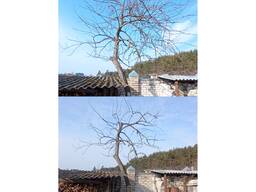 Обрезка плодовых деревьев Минск Борисов Жодино. Обрезка сада Минск.