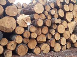 Дуб кругляк 1,2,3 сорт и техсырье. Купим дорого