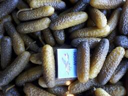 Огурцы соленые