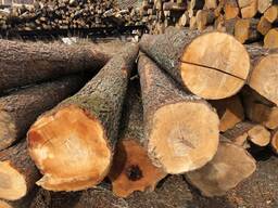 Ольха (кругляк)