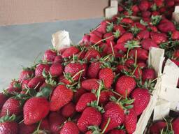 Оптовая продажа фруктов и овощей из Турции от производителя