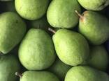 Оптовая продажа высококачественных польских груши - фото 3